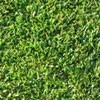 Conventional sod temperate