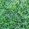 Tifway 419 Hybrid Bermuda grass reseeded with Poa trivialis